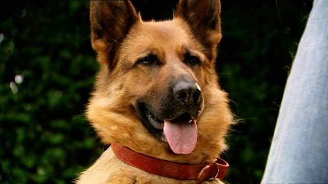 Snuf de Hond en de ijsvogel